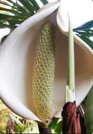 COSTILLA DE ADAN - Monstera deliciosa- 10ml